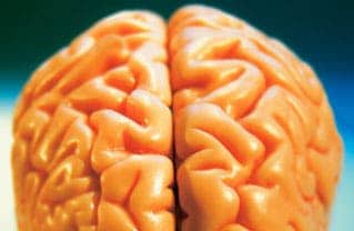 Brain