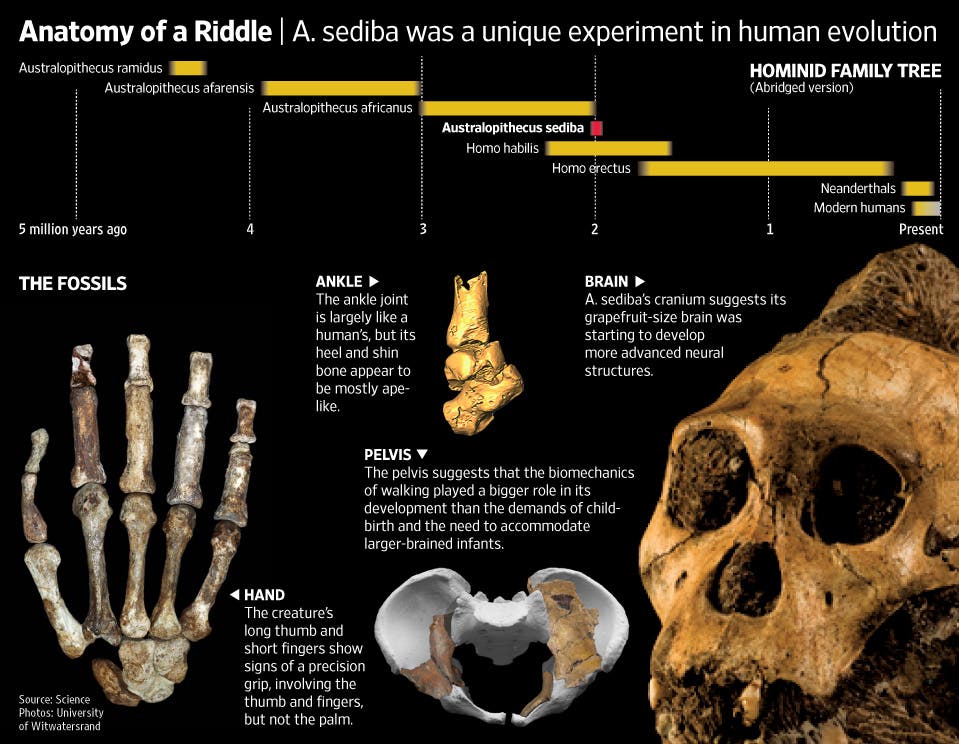 bones australopithecus sediba – upload 1778