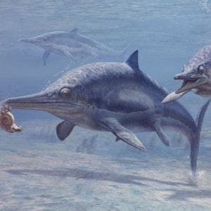 The-Most-Northern-Pregnant-Ichthyosaur-2 Illustration of ichthyosaurs