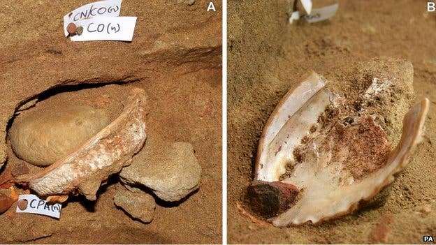 Ancient, perfectly preserved shells, the size of a fist. These were used for mixing ochre paints.