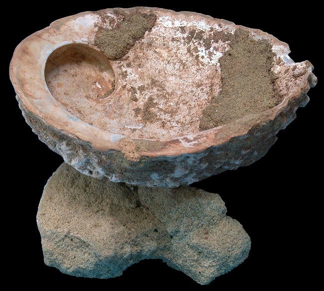 An abalone shell, Tk1-S1, in laboratory after removal of the quartzite grinder cobble and some of the ochre-rich deposit. (c) Science/AAAS