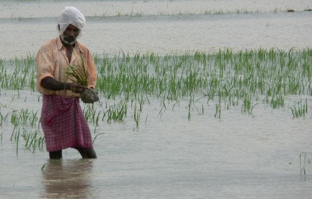 In this 2007 file photo, a farmer laments over his destroyed crop in Tamin Nadu. (c) M. Srinath