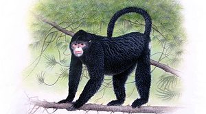 Artist impression of the white snub-nosed monkey, Rhinopithecus strykeri, which sports an 