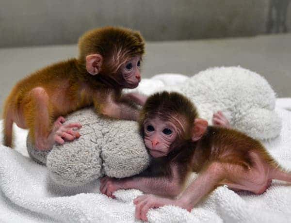 The rhesus monkey twins, Roku and Hex (