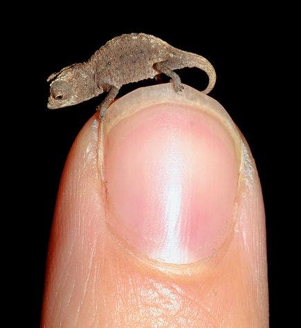 Tiny Chameleon 
