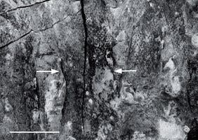 Upper portion of tree , including the main stem (occupying the width between the arrows) and smaller stems with similar leaf bases that probably represent distal portions of the main stem or lateral branches. (c) Cardiff University 