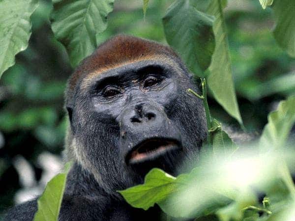 A western lowland gorilla goes eye-to-eye with the camera. (c) National Geographic 