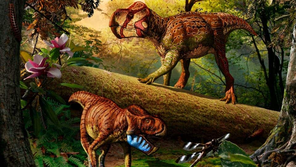 Gryphoceratops morrisoni (down) and Unescoceratops koppelhusae (up). Though illustrated together here, it was highly unlikely the two ever met. Illustration by Julius T. Csotonyi. 