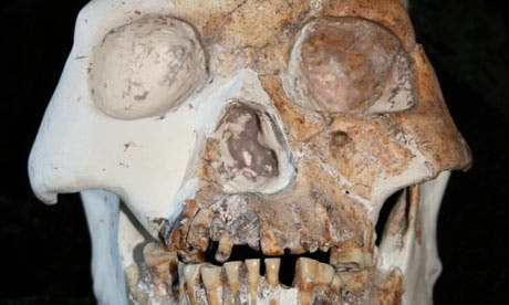 A skull from a specimen, recovered from Longlin cave in China, belonging to the Red Deer Cave people - possibly a new species of human. (c) Darren Curnoe 