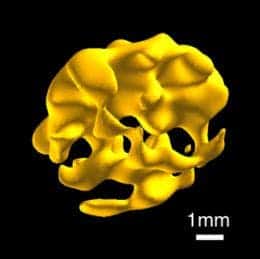  The interior spongy bone of a rabbit femoral head. (c) Yale University 