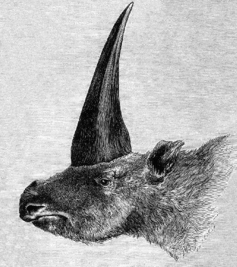 a drawing of a rhino with a very large horn