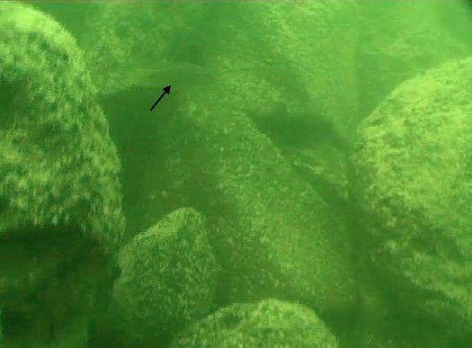 Images from a scuba expedition to the underwater cairn revealed unhewn basalt boulders made up the structure. The divers also saw Tilapia fish (arrow) swimming among the rocks.