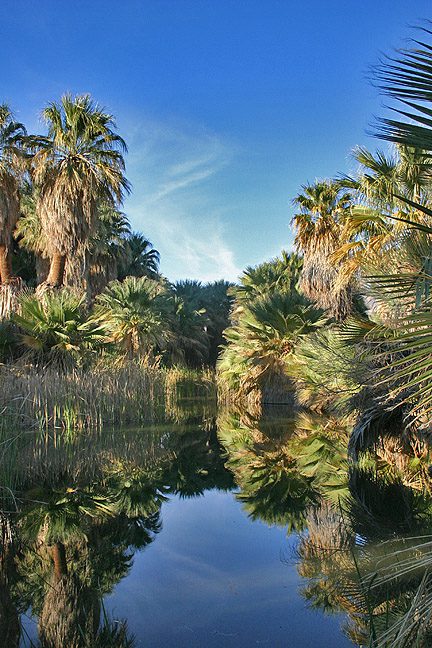 oasis desert