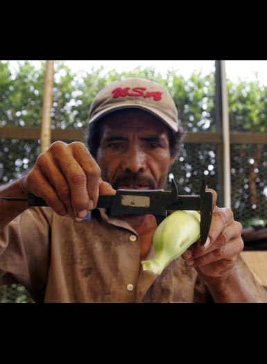 Taking measure of a fruit.