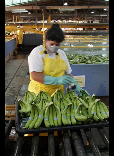 The final touch is the Chiquita seal.