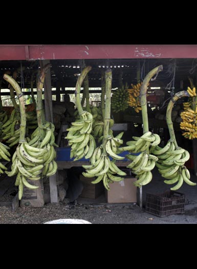 Plantains and bananas