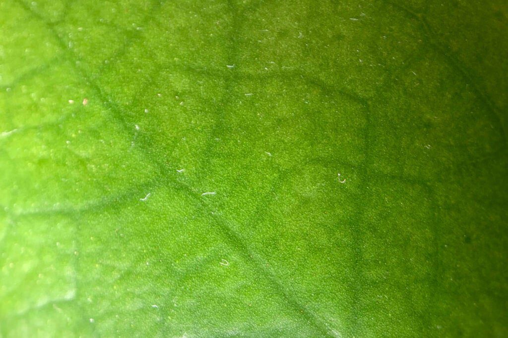 Smartphone macro photo