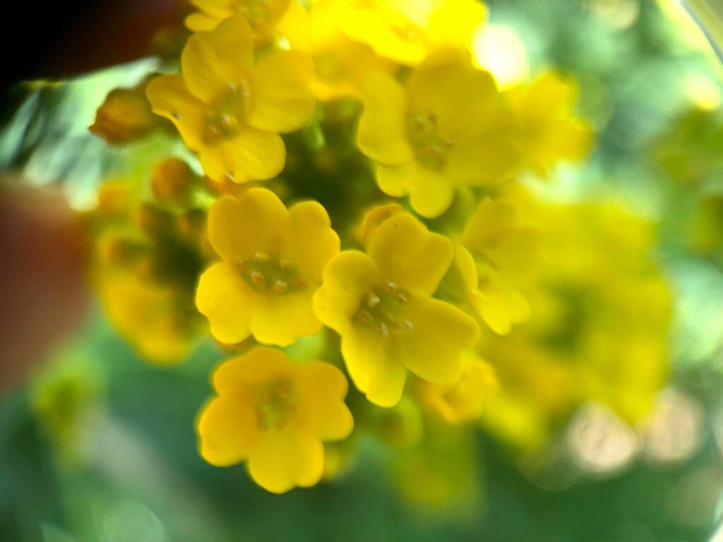 Smartphone macro photo