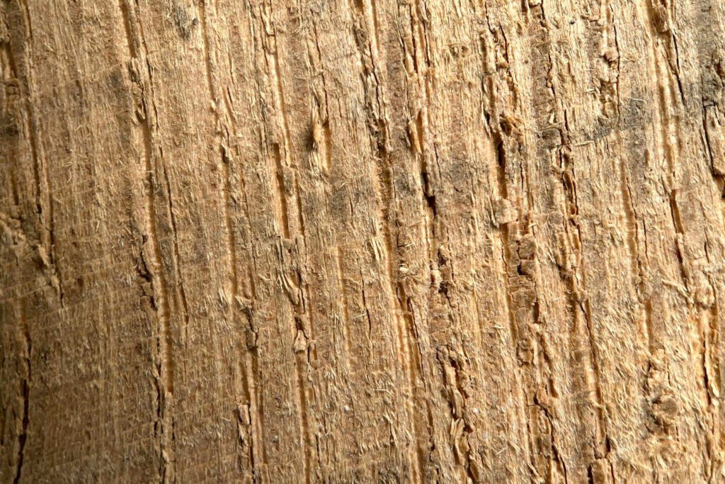 Smartphone macro photo