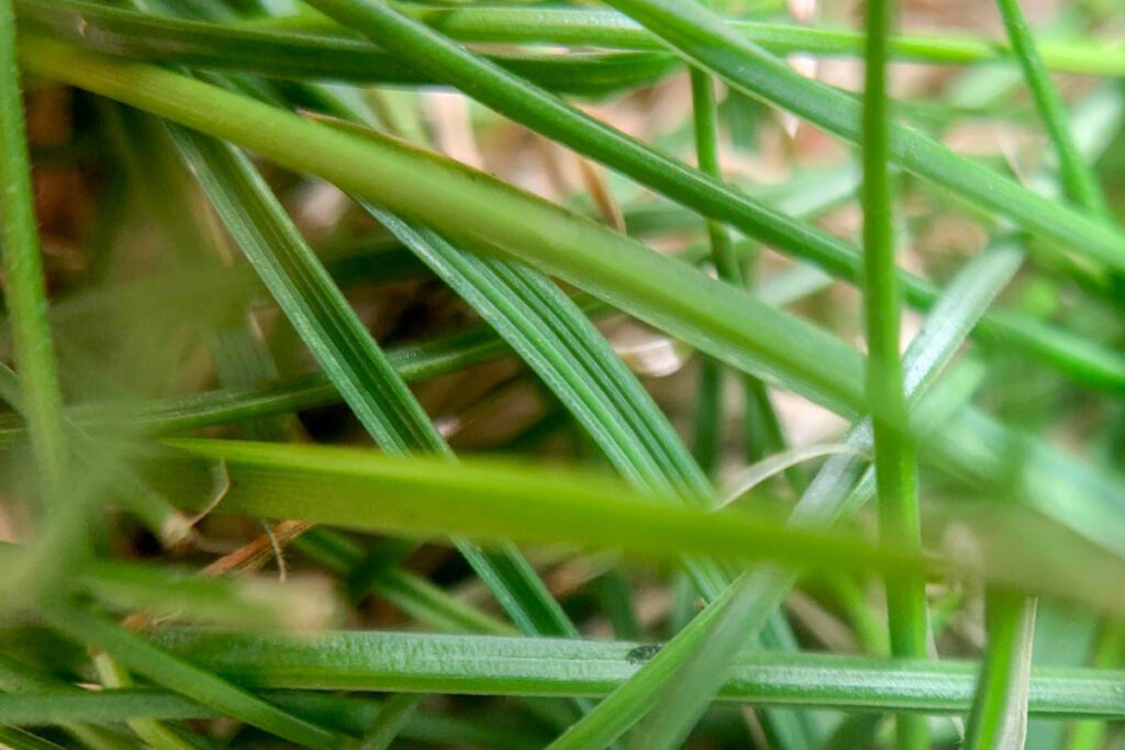 Smartphone macro photo