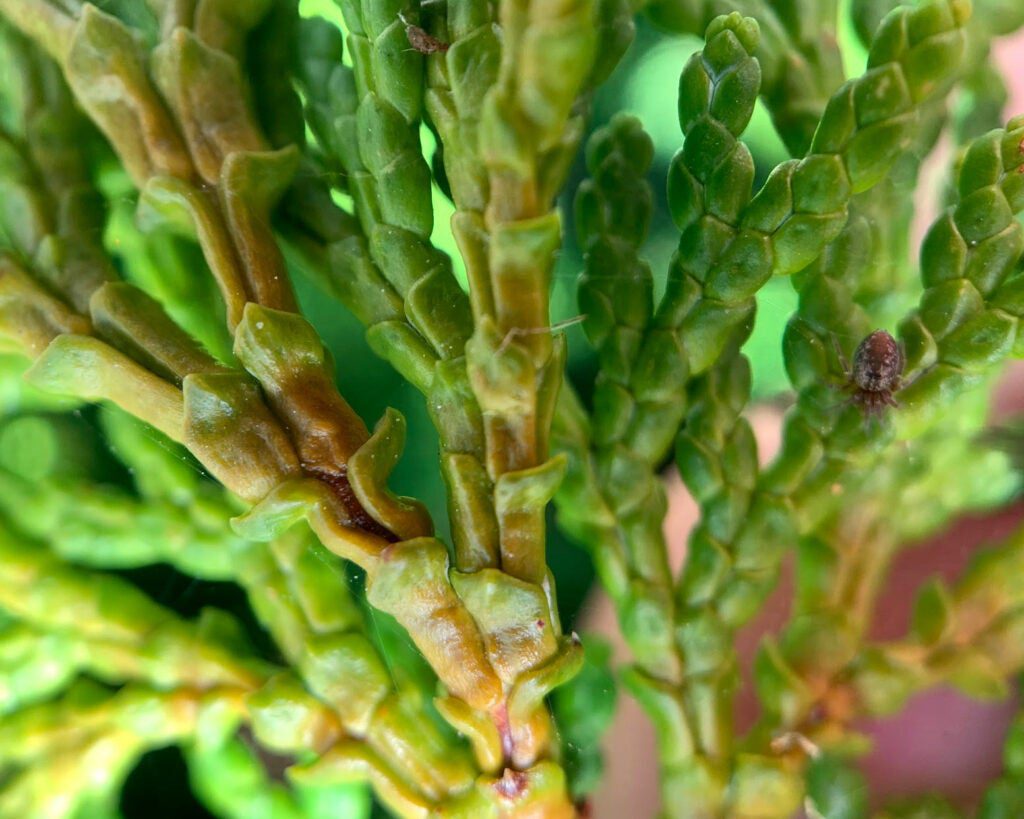 Smartphone macro photo