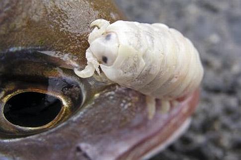 Tongue Louse