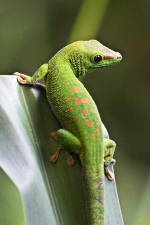gecko
