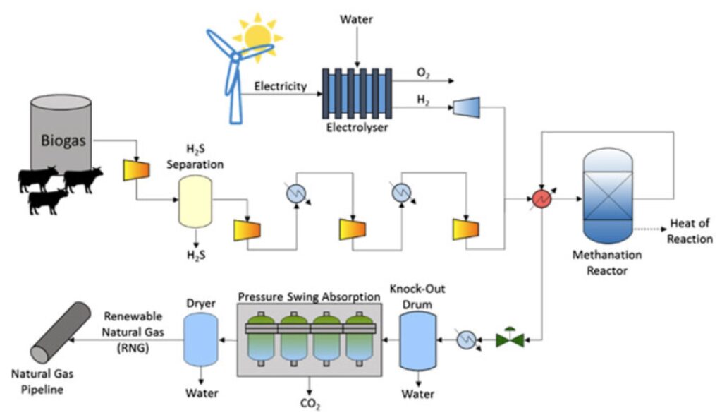 Livestock waste yields biogas, which is refined into natural gas.