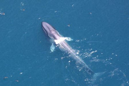 full_bluewhale_6