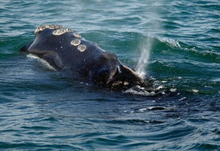 – 202310Right Whale Deaths 19385