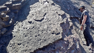 – 20240307sandstone fossil formation