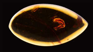 – 20240308amber fossil termite