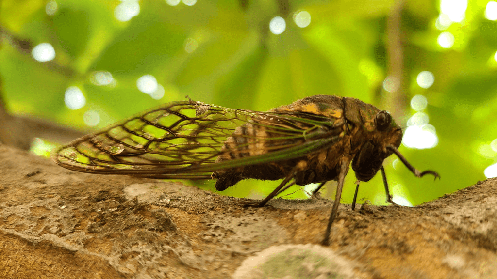 – 20240311cicada on tree