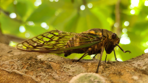 – 20240311cicada on tree