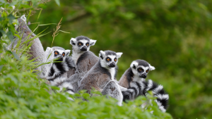 – 20240312lemurs in tree