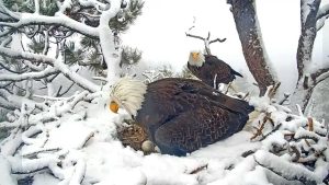 – 20240318lead eagles in nest 1