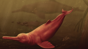 – 20240321river dolphin