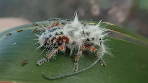 – 20240322fuzzy beetle on leaf