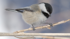 – 20240329chickadee