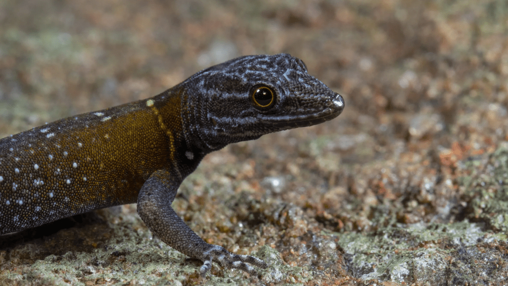 – 20240329cnemaspis vangoghi lizard