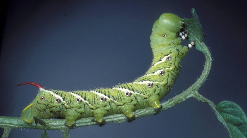 – 202403hgic veg tobacco hornworm 1487033 SMPT