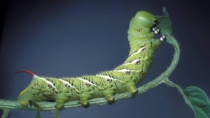 – 202403hgic veg tobacco hornworm 1487033 SMPT