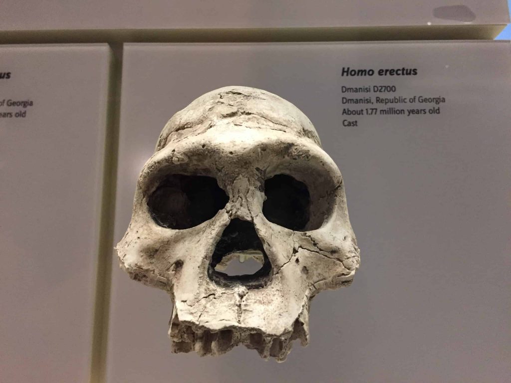 – 202403homo erectus 2242425 scaled 1