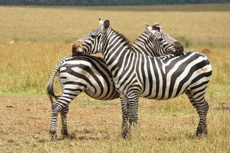– 202403male female zebras