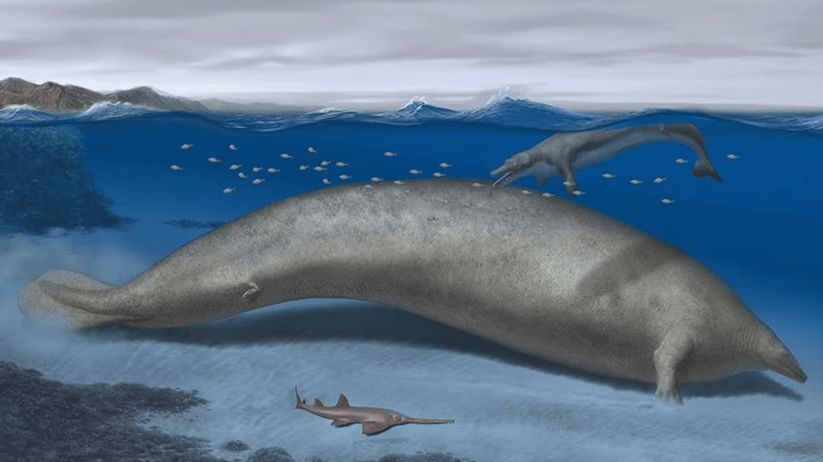 Artist impression of Perucetus colossus