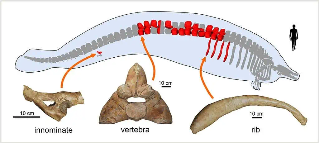 Perecetus fossils