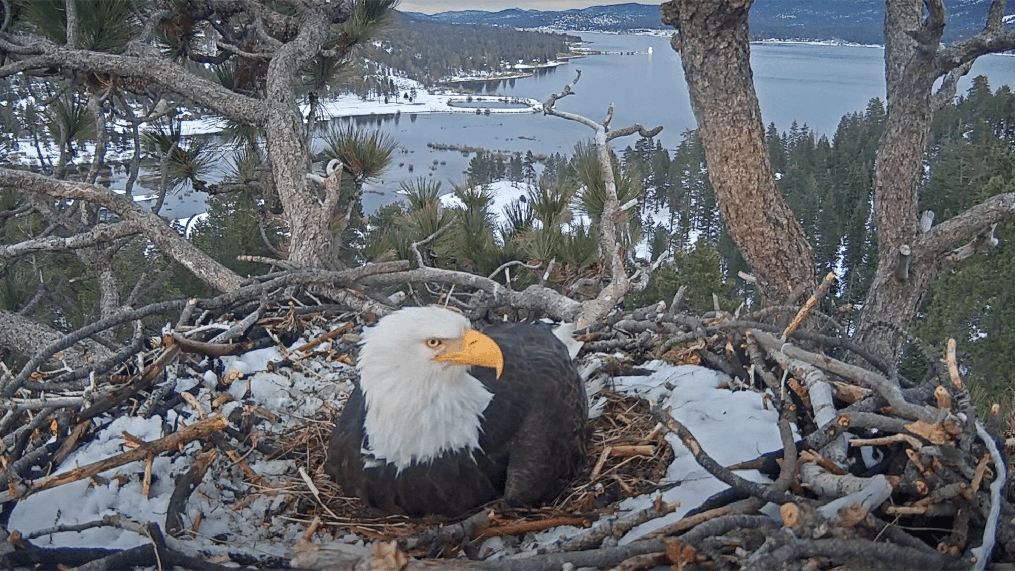 a female eagle sits on a nest with a lake in the background