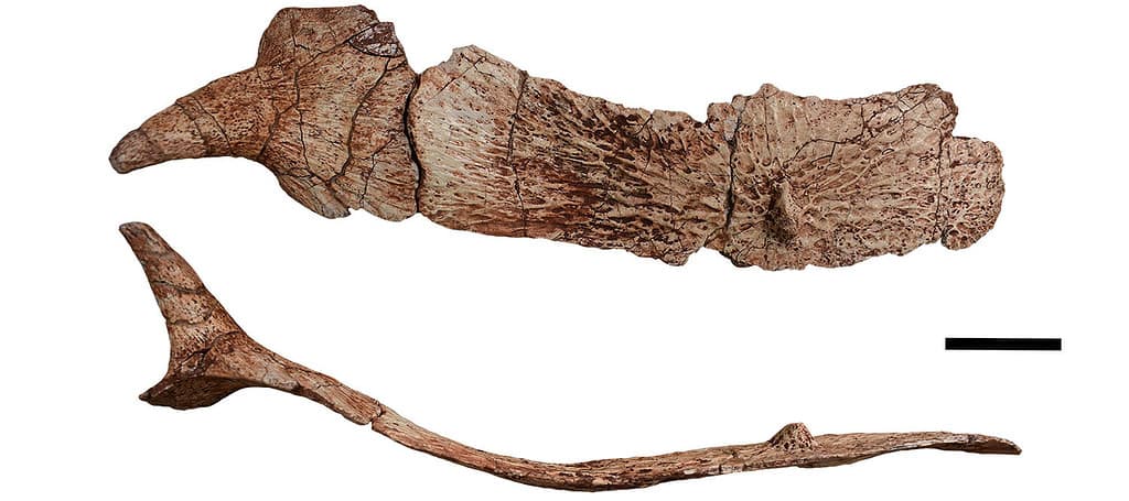 A bony plate of armor called an osteoderms from the trunk region of Garzapelta muelleri. Top image is the osteoderm as seen from above. The bottom image is the osteoderm seen from the side. Scale bar is 5 centimeters. Credit: William Reyes