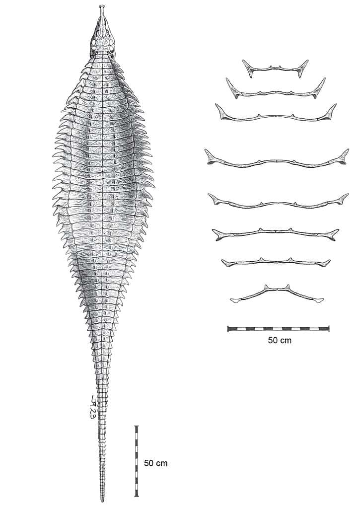 Reconstruction of the aetosaur Garzapelta muelleri, as seen from above. Credit: Jeffrey Martz