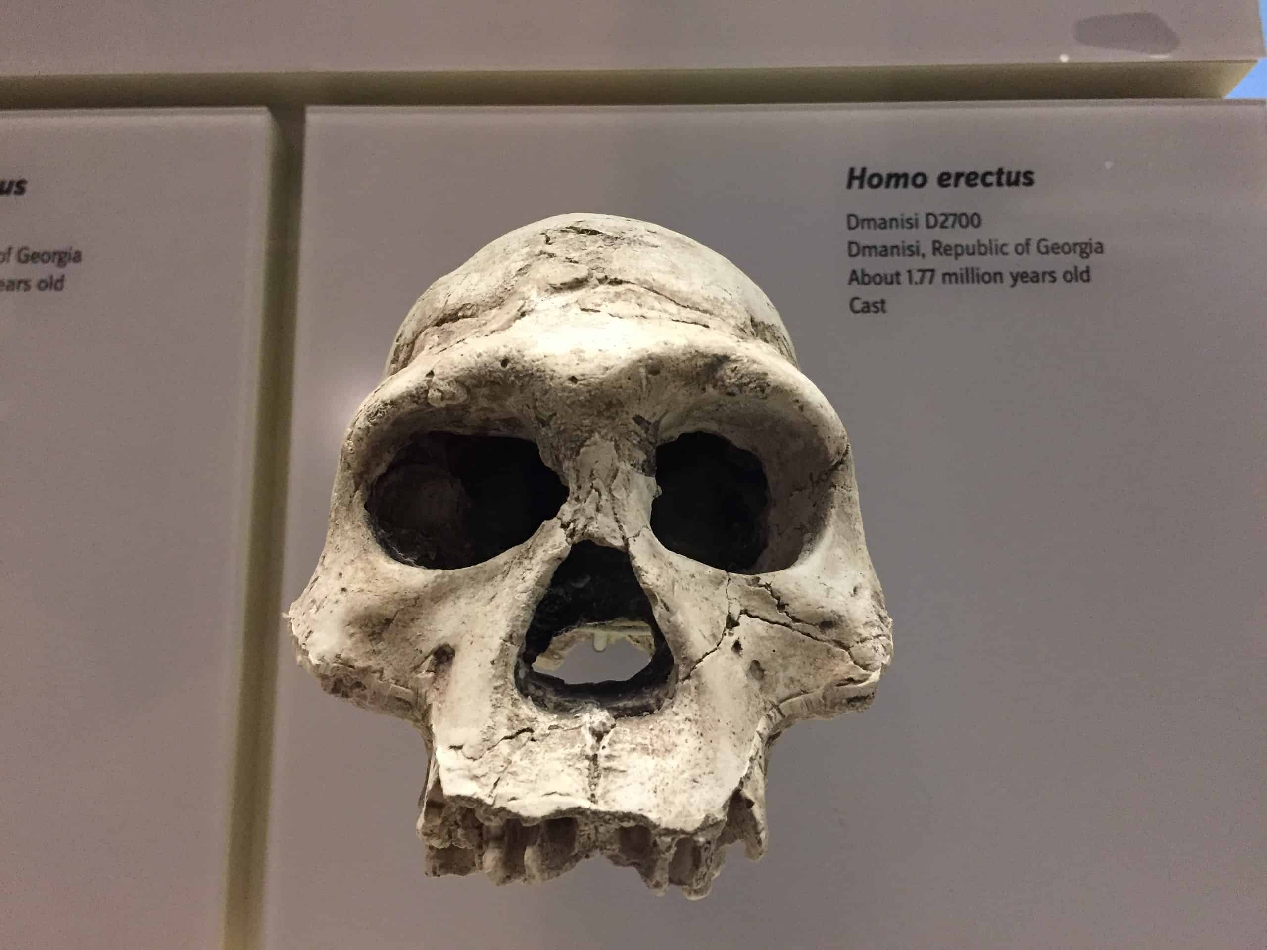 home erectus skull